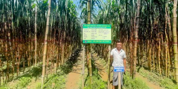 পার্বত্য চট্টগ্রামে আখ ও সাথী ফসল চাষ বৃদ্ধিতে কৃষকদের সহায়তা করা হবে